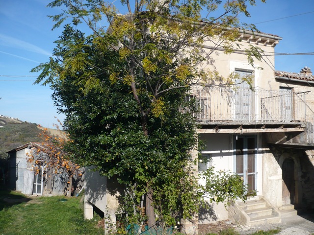 detached cottage with 7000sqm of olive grove